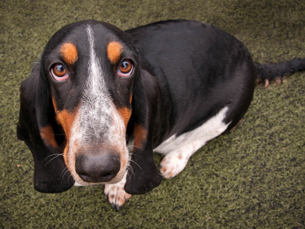 Преданный пес