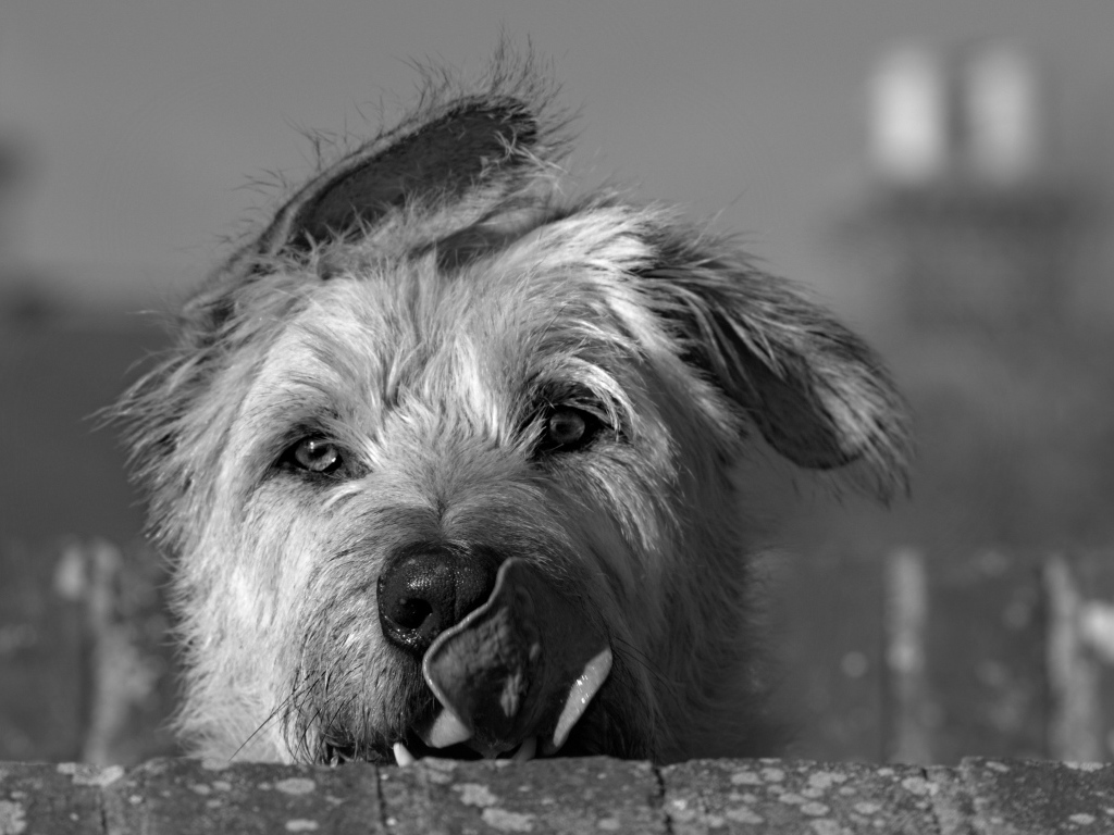 Мордочка ирландского волкодава