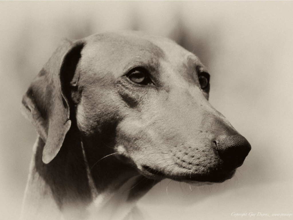 Мордочка собаки азавак