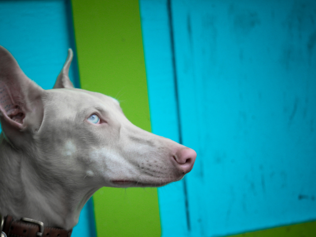 Морда серой фараоновой собаки