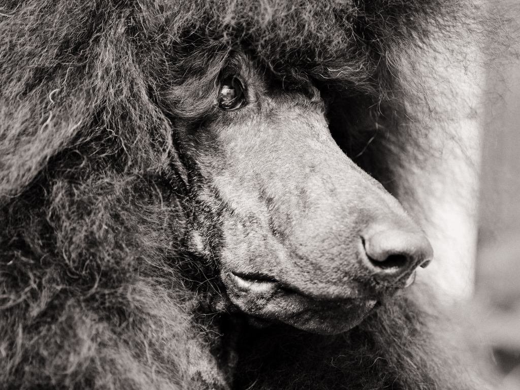 Морда черного пуделя