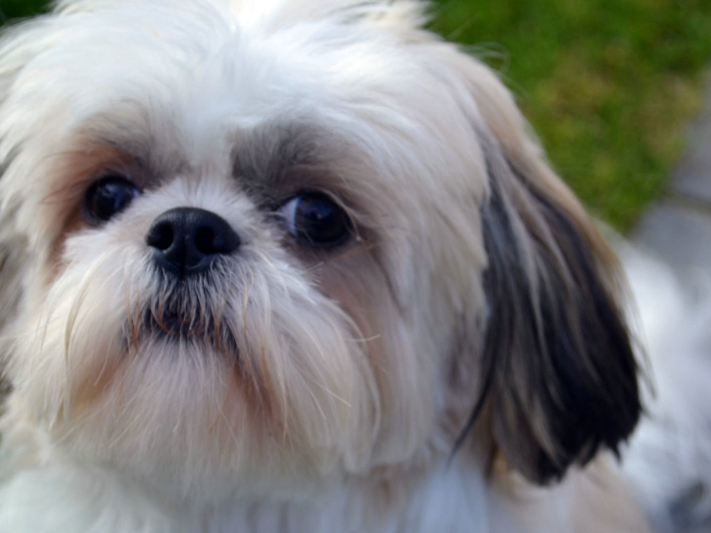 Морда белого шитцу