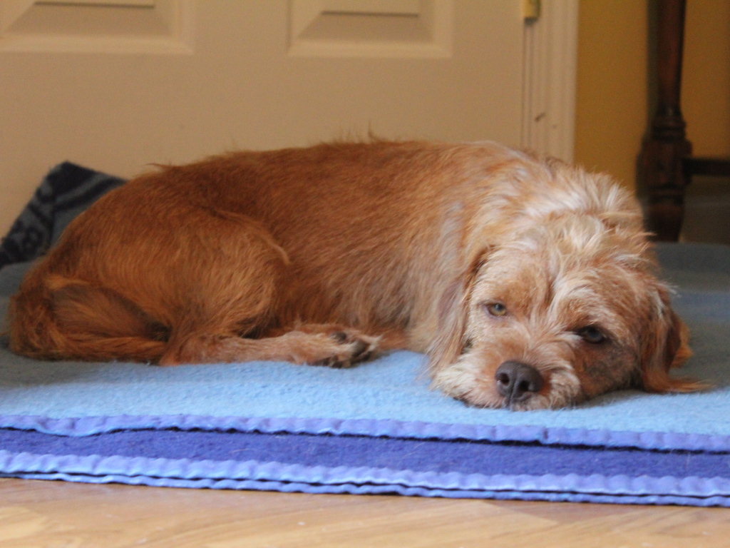 Норфолк терьер лежит на коврике