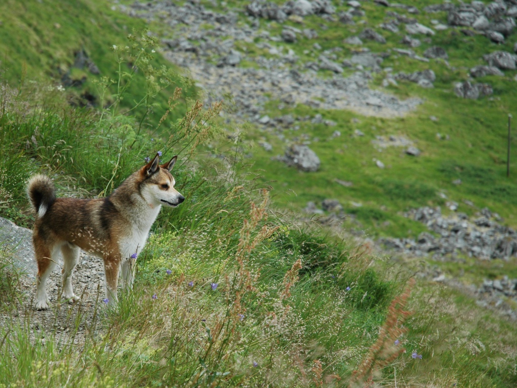 Норвежский лундехунд в горах
