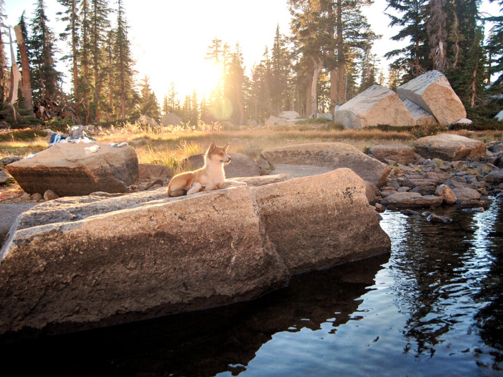 Норвежский лундехунд у воды