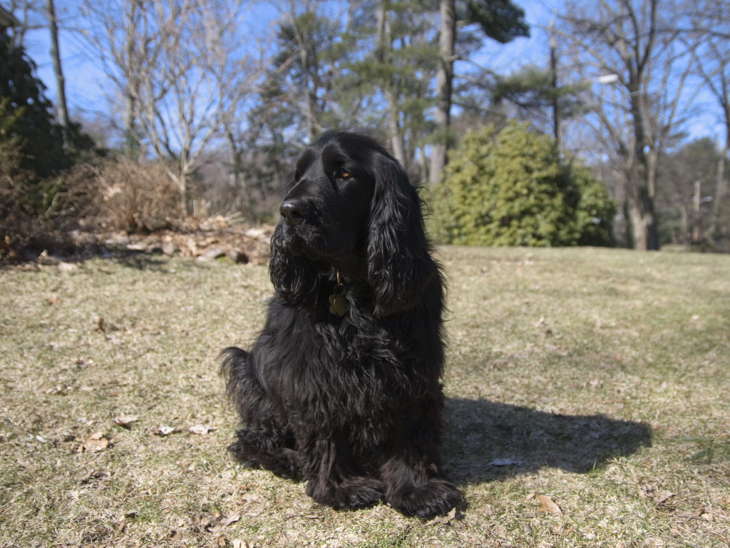 Старый спаниель в лесу