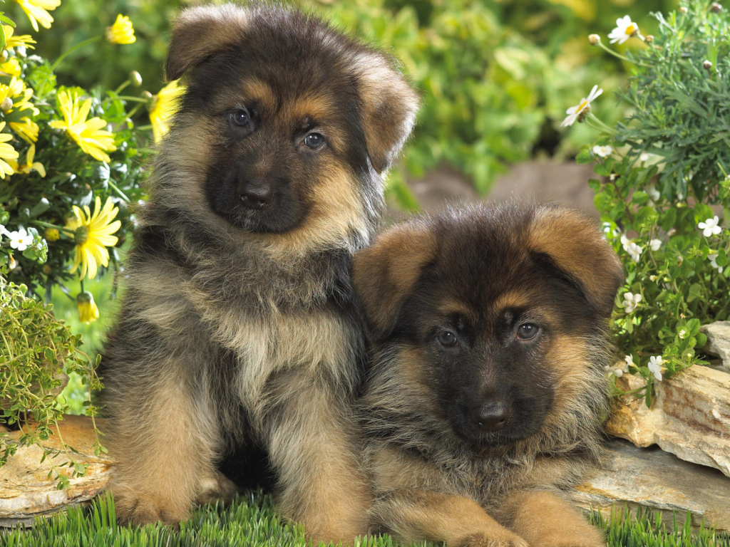 Пара щенков немецкой овчарки