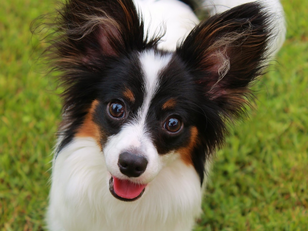 Папильон французская порода собак