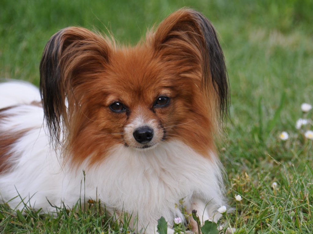 Папильон отдыхает в траве