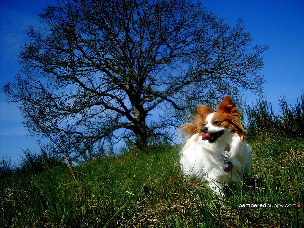 Папильон играет у дерева