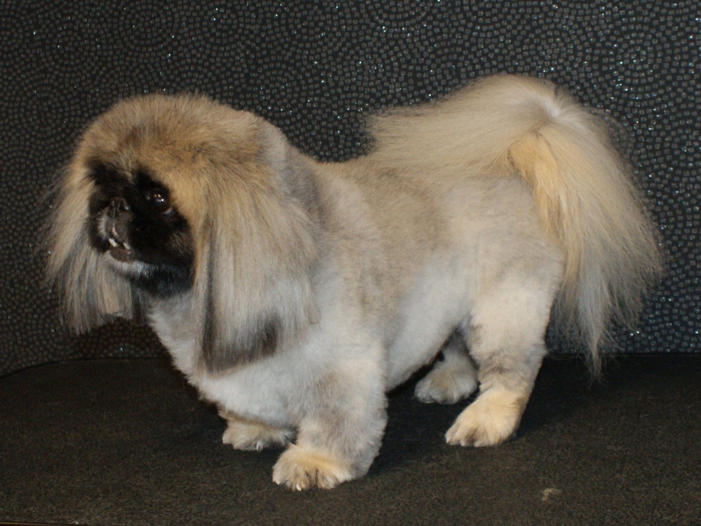 Собака пекинес на черном фоне