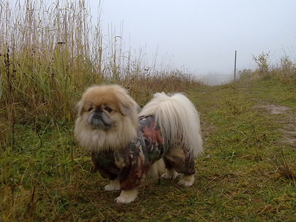 Пекинес в комбинезоне