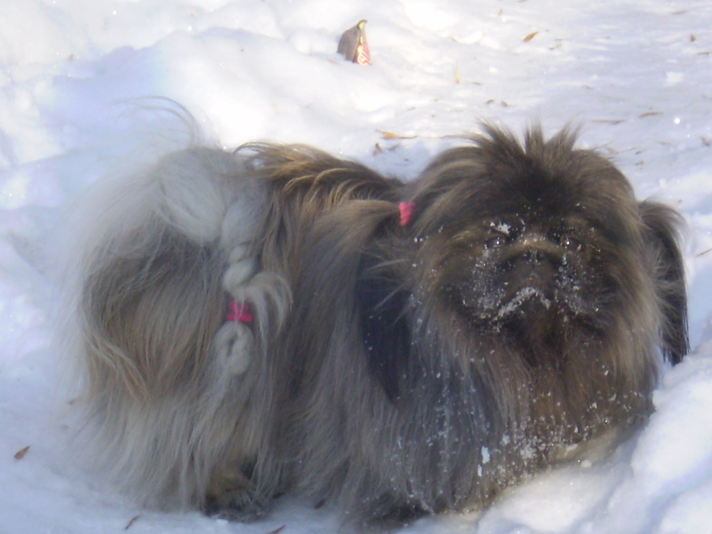 Пекинес в снегу