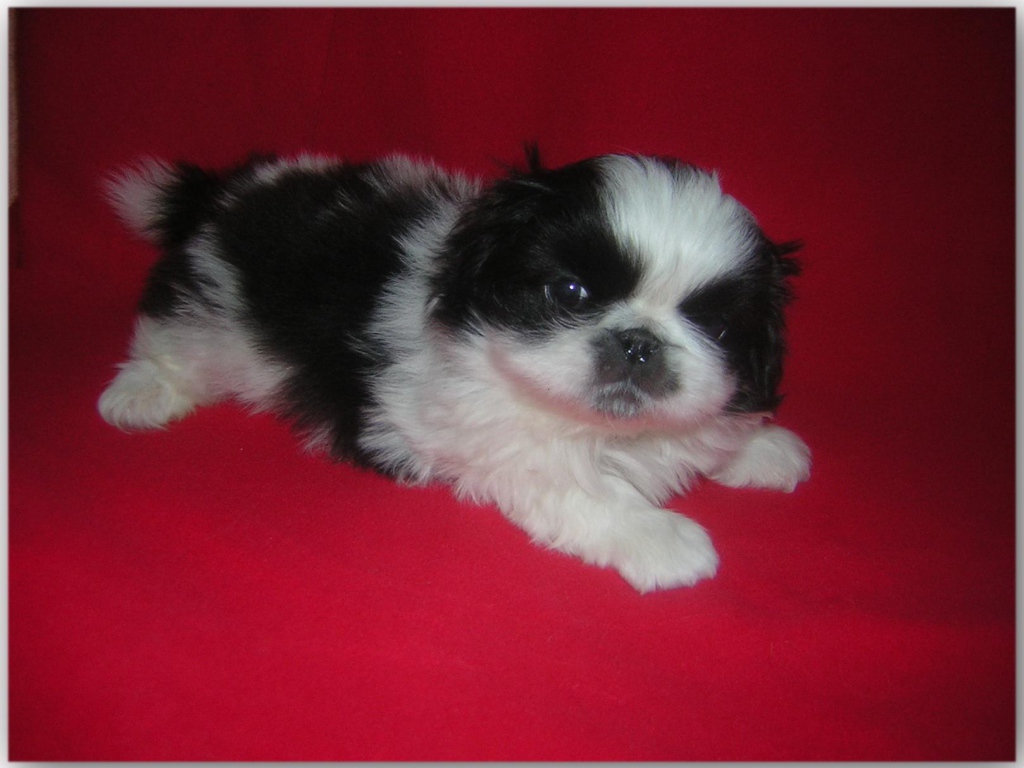 Щенок пекинеса на красном фоне