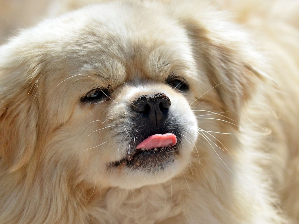 Пекинес показывает язык