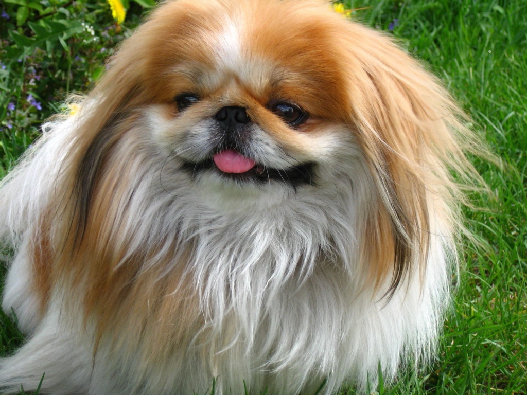 Пекинес гуляет в саду