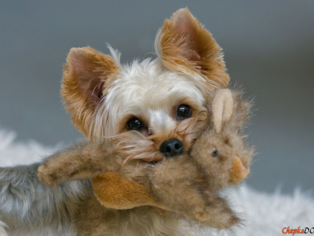 Пекинес с игрушкой