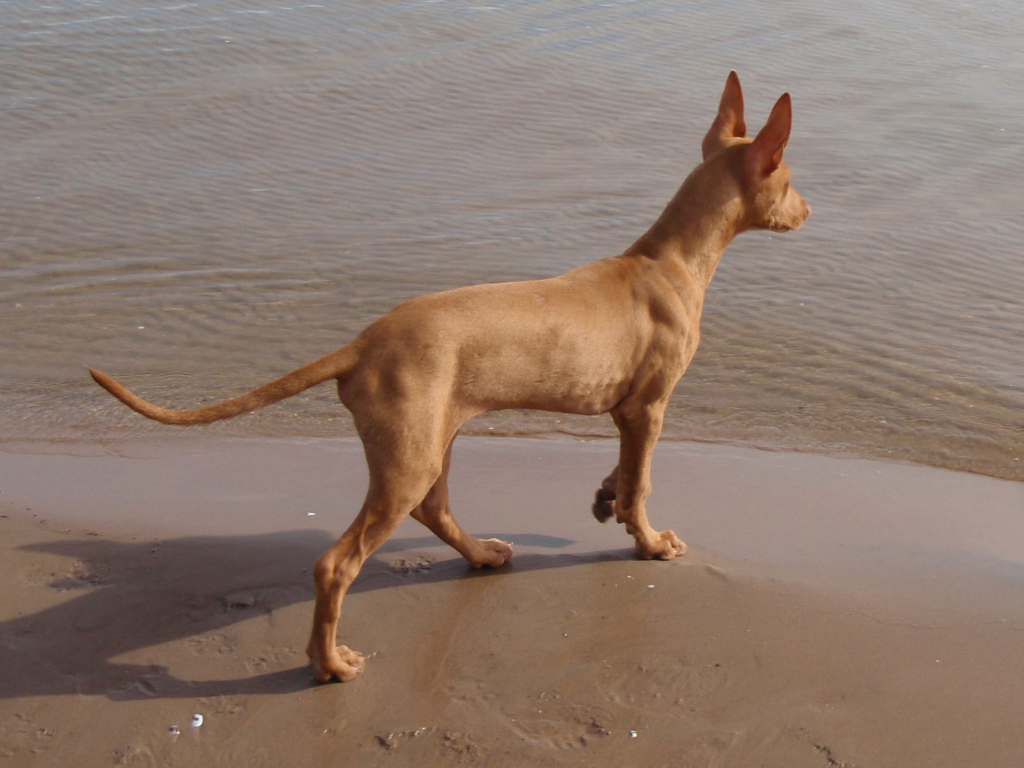 Фараонова собака у воды