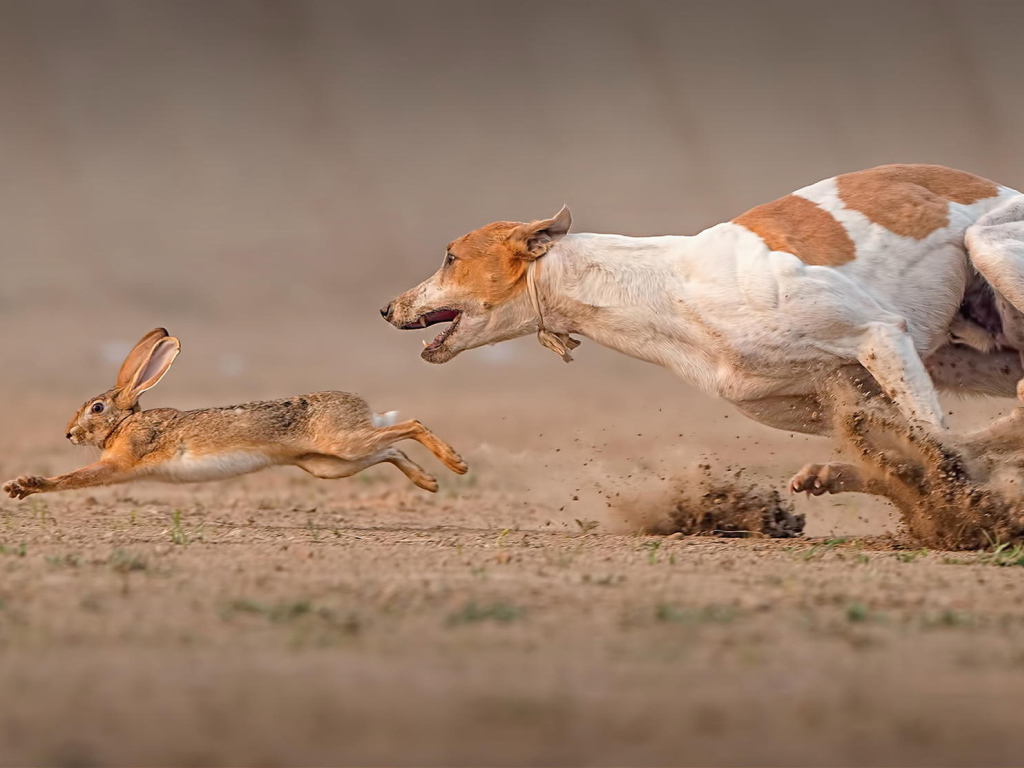 Фараонова собака догоняет зайца