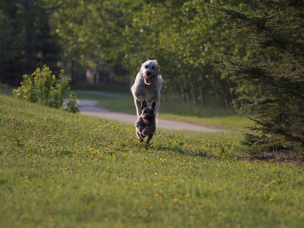 Игривый ирландский волкодав