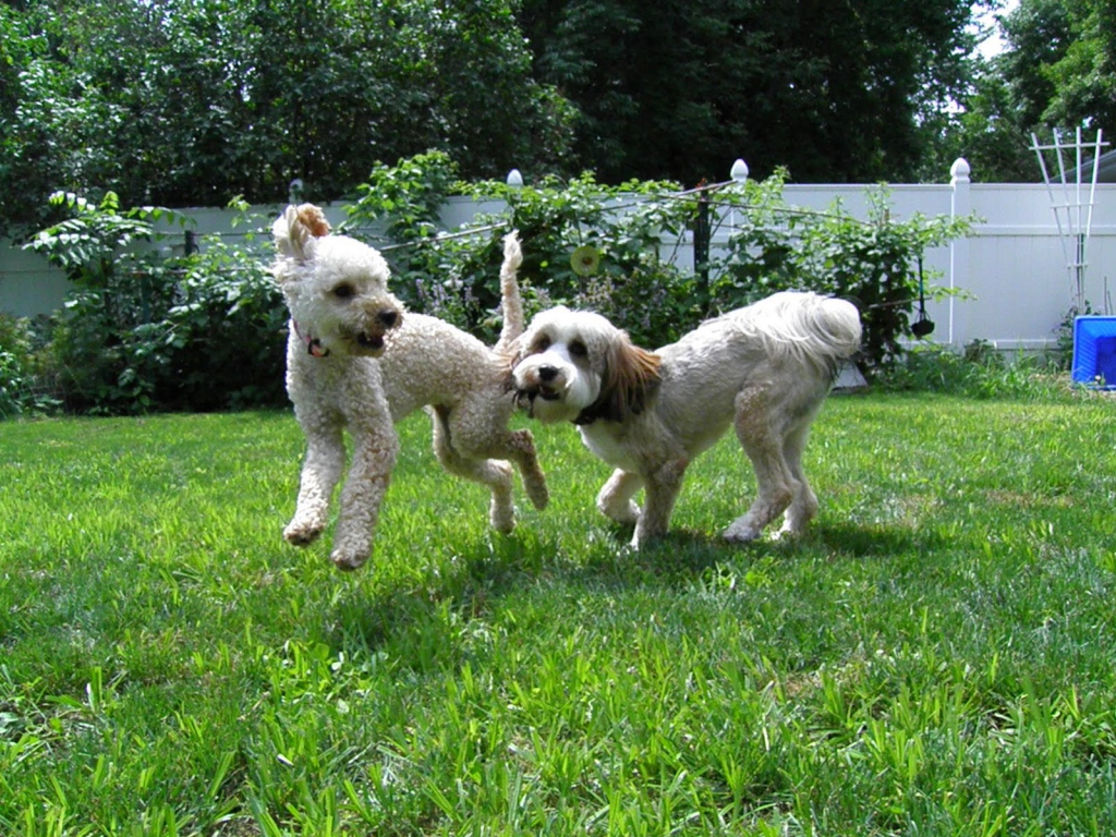 Игривые собаки бедлингтон терьер