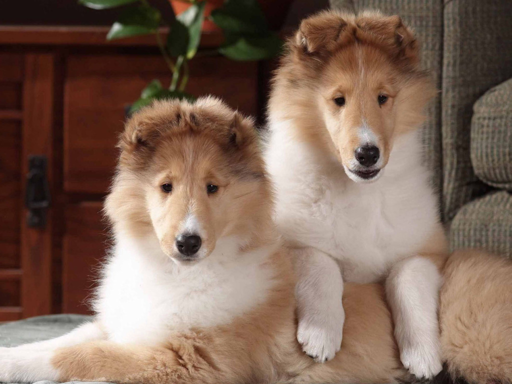 Игривые щенки колли