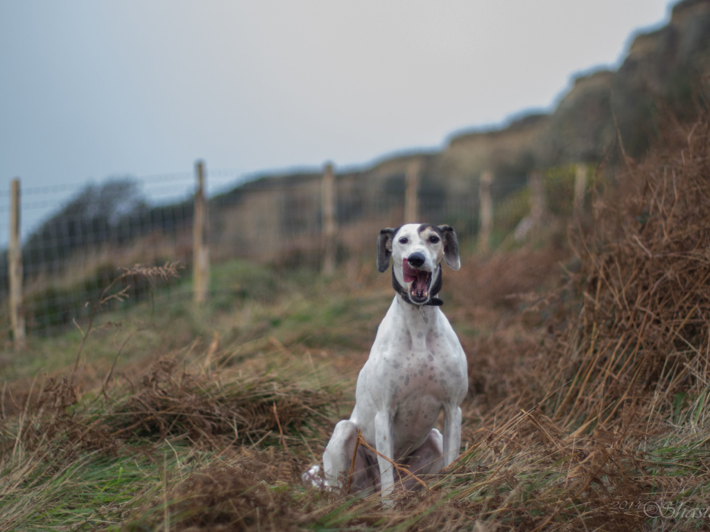Довольный пес салюки