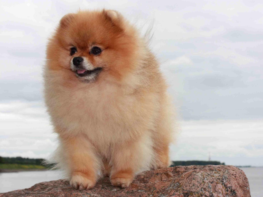Померанский шпиц на камне