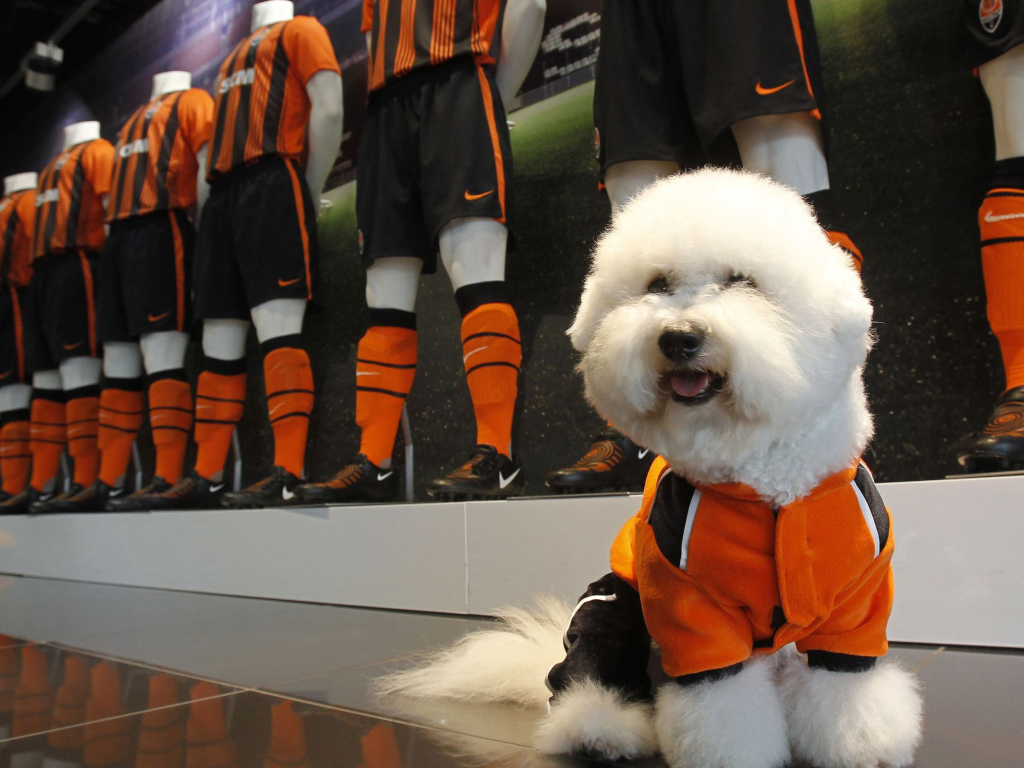 Пудель в спортивной форме