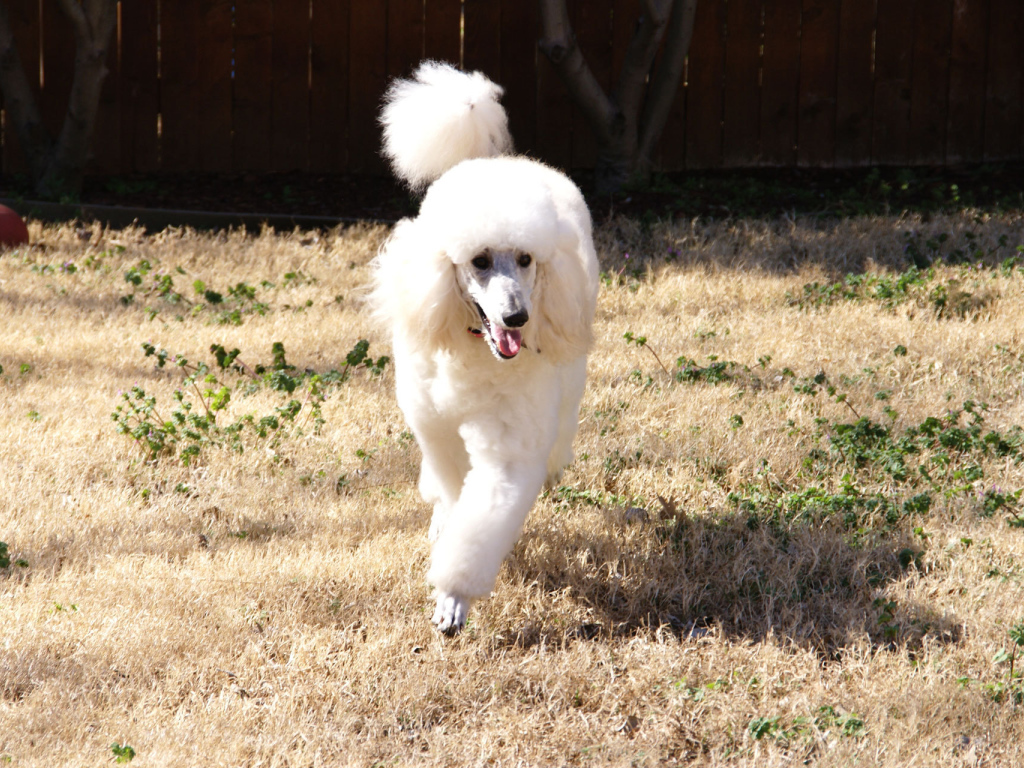 Пудель бежит по двору