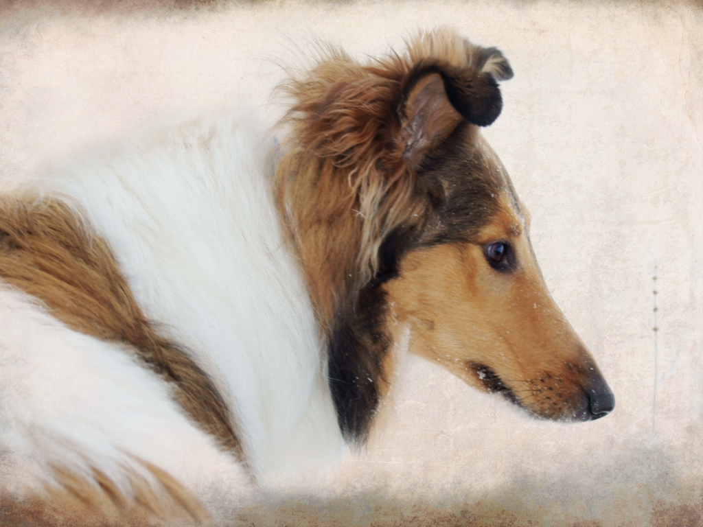 Портрет собаки колли