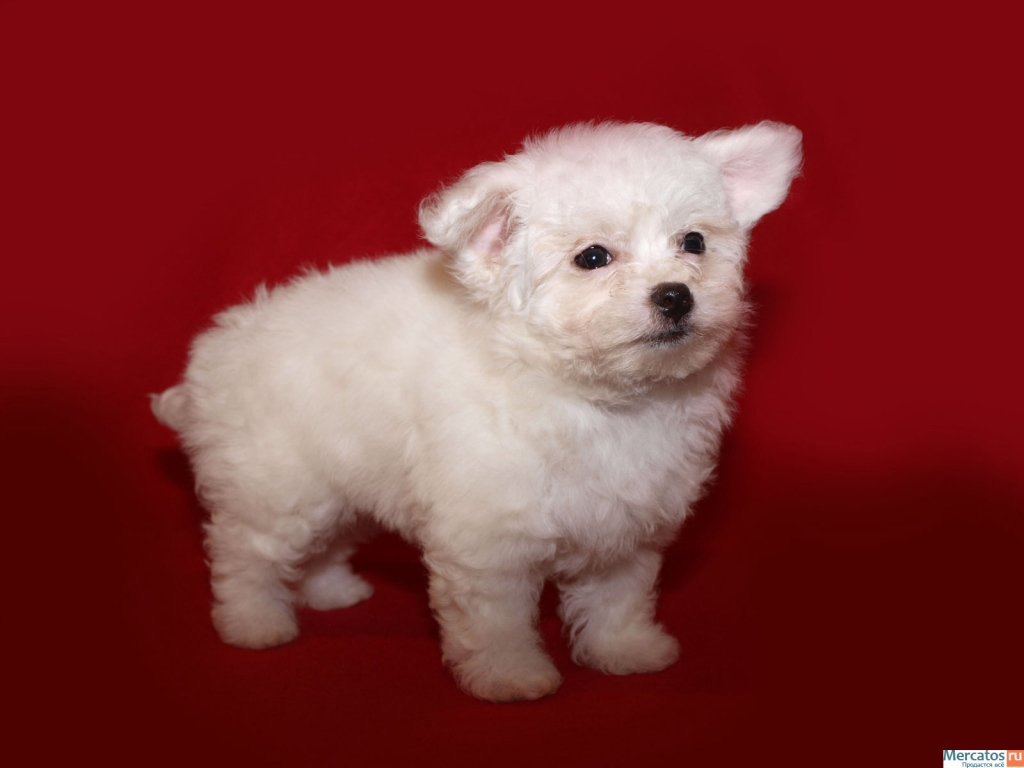 Щенок итальянской болонки