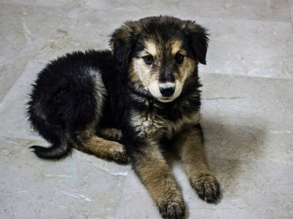 Щенок собаки муди