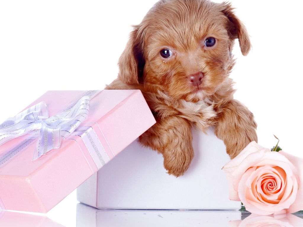 Щенок в коробке