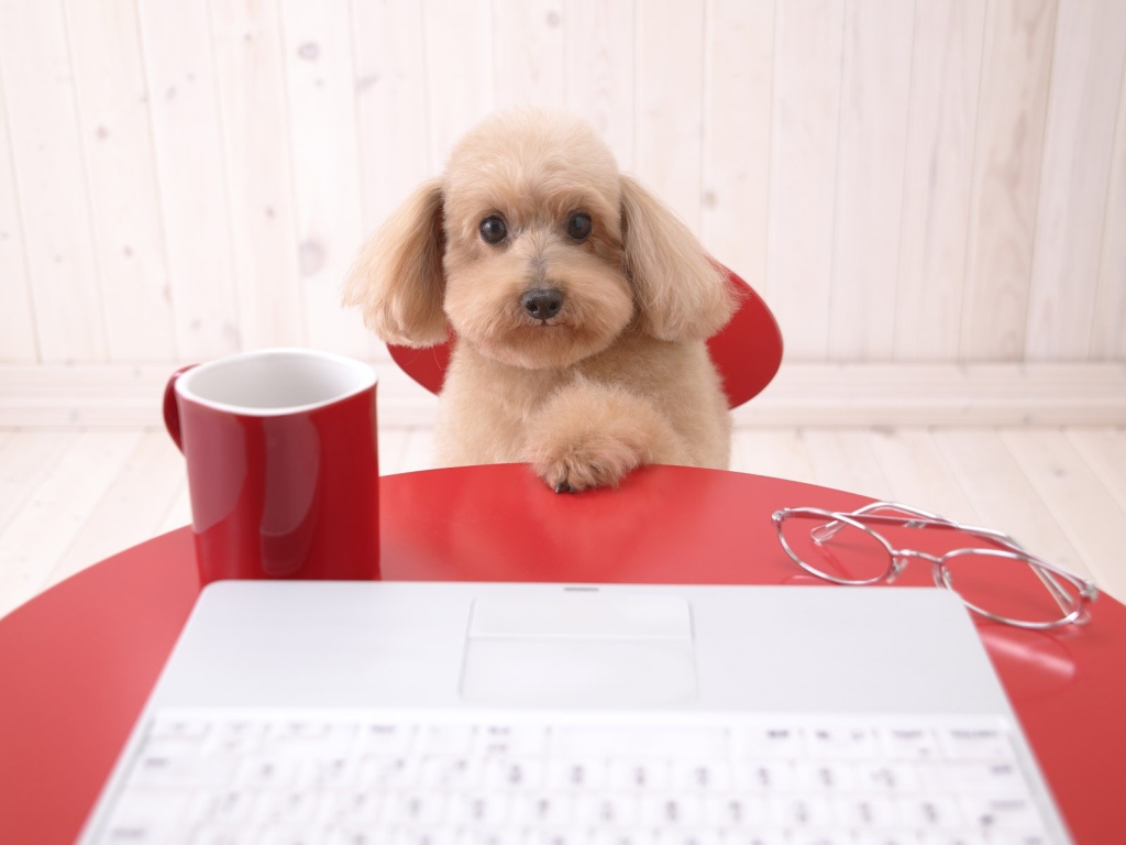 Щенок пуделя за столом