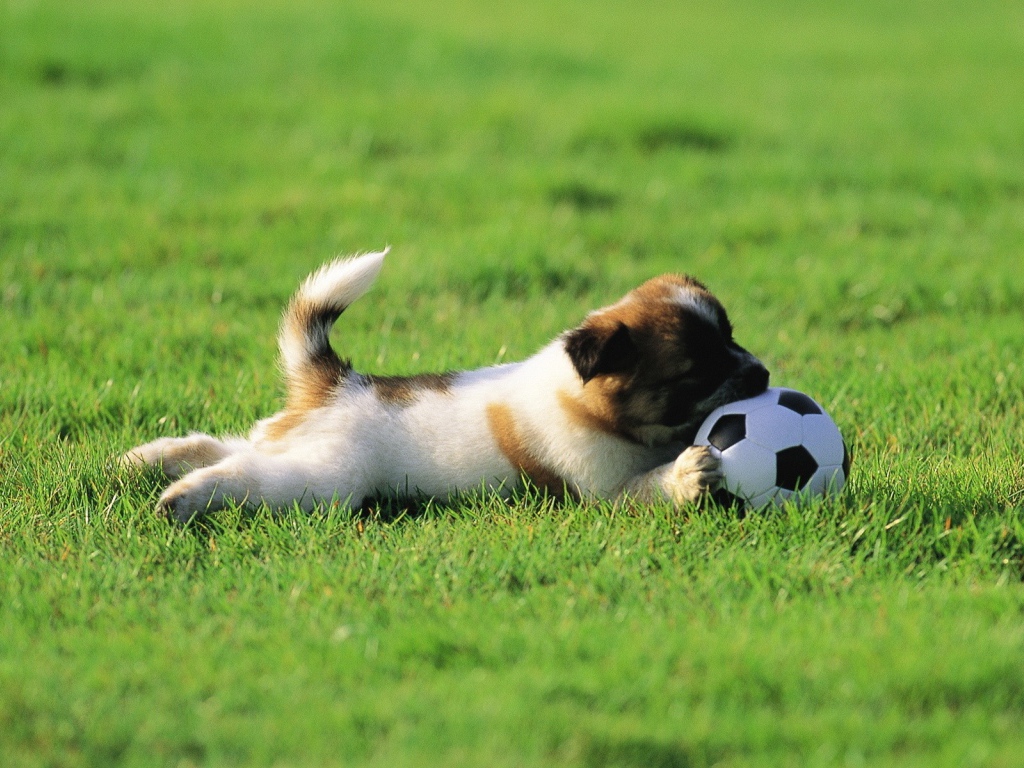 Щенок играет с мячом