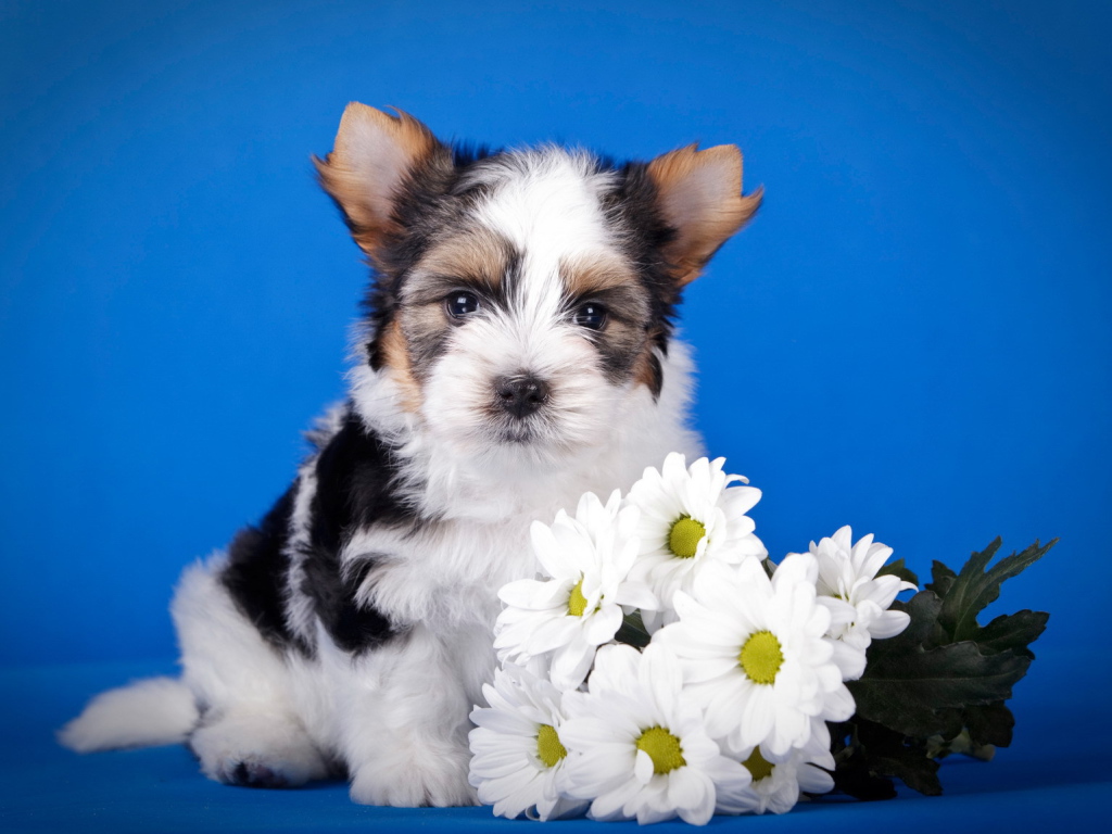 Щенок бивер йорк с букетом