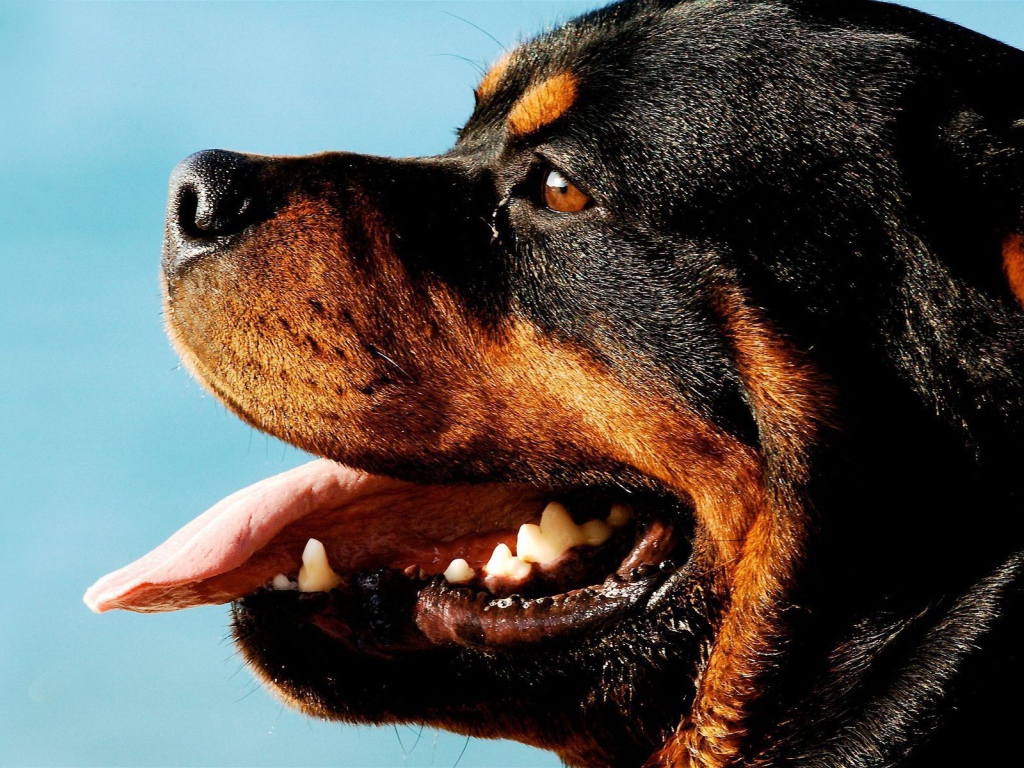 Ротвейлер на фоне неба