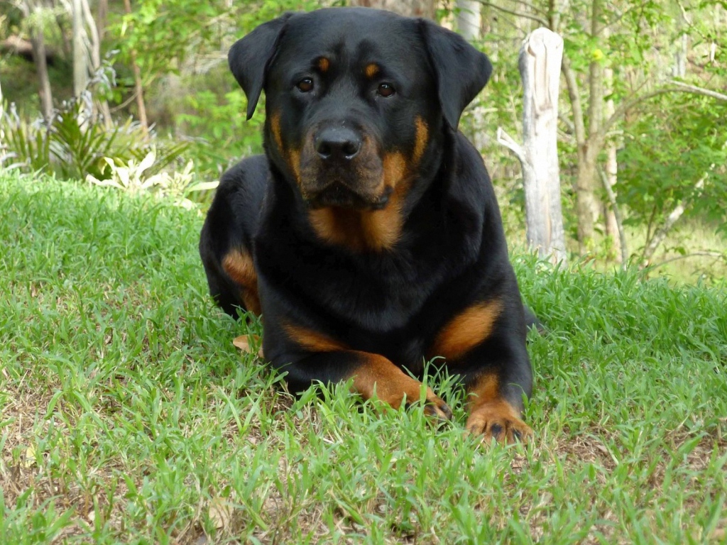 Собака ротвейлер в весеннем лесу