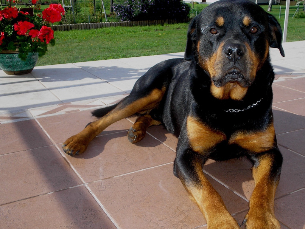 Rottweiler lying on the porch