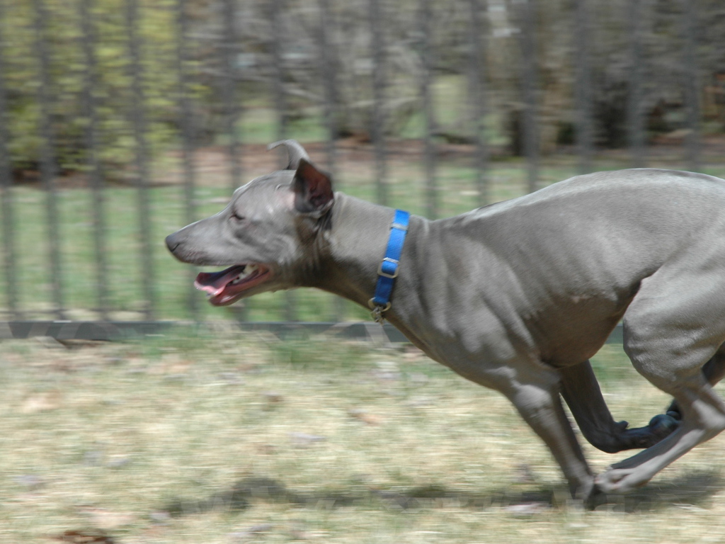 Бег тайского риджбека