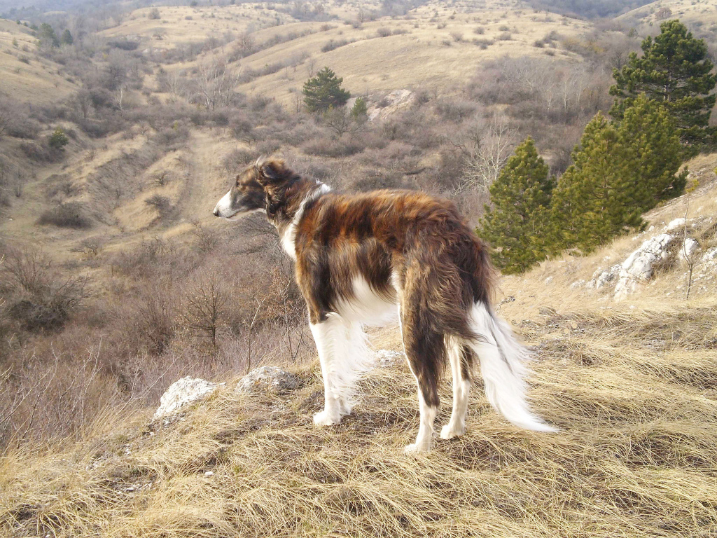 Russian borzoi dog in the mountains