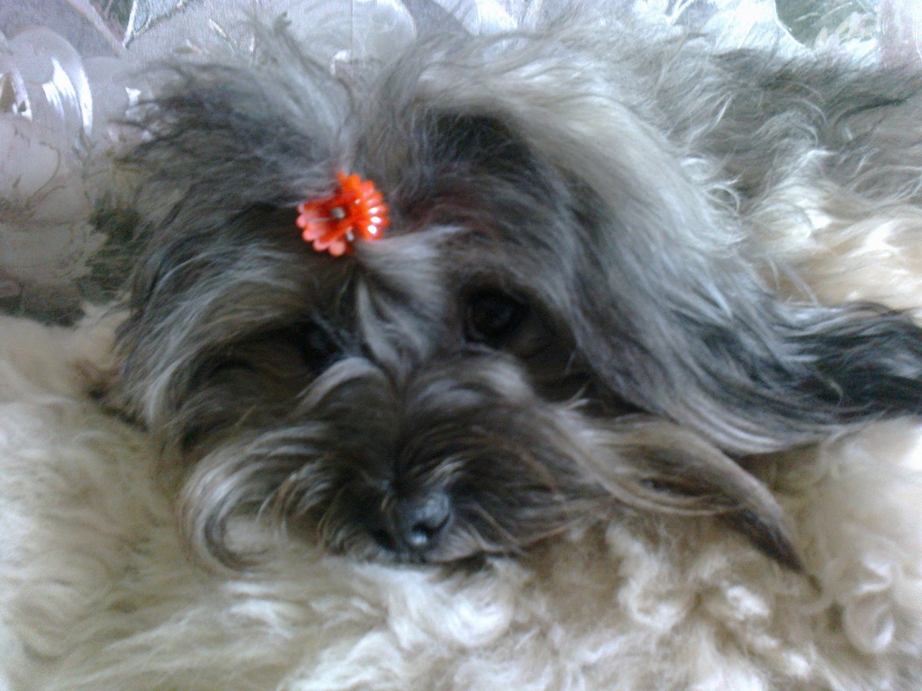 Русская цветная болонка