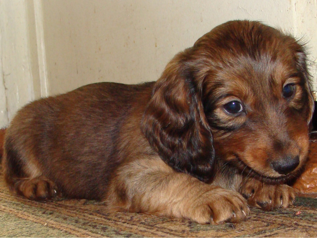 Грустный щенок таксы