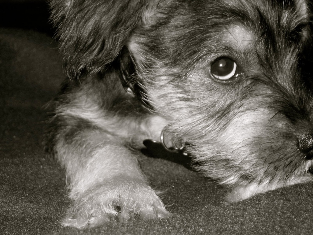 Грустная собака шнауцер