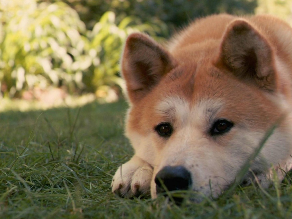 Грустная лайка лежит на траве