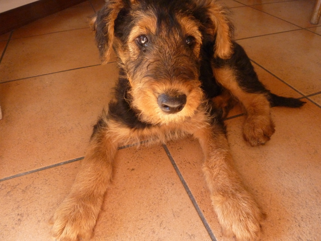 Грустный щенок эрдельтерьера