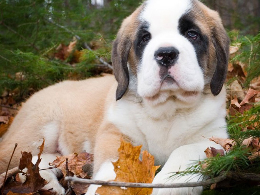 Щенок сенбернара в лесу