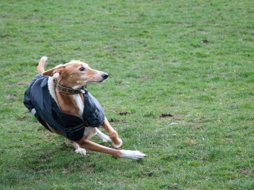 Салюки быстро бегает