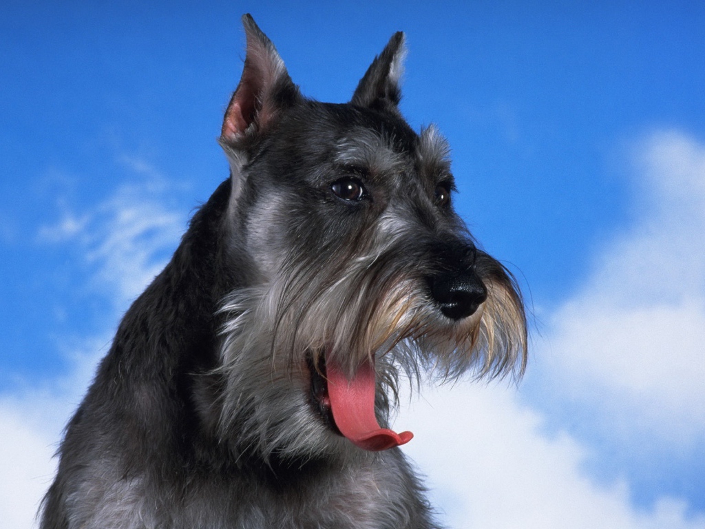 Черный шнауцер на фоне неба